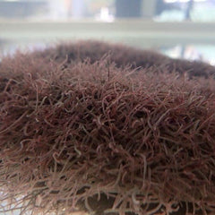 Live Black Worm - Pre Bagged 20ml