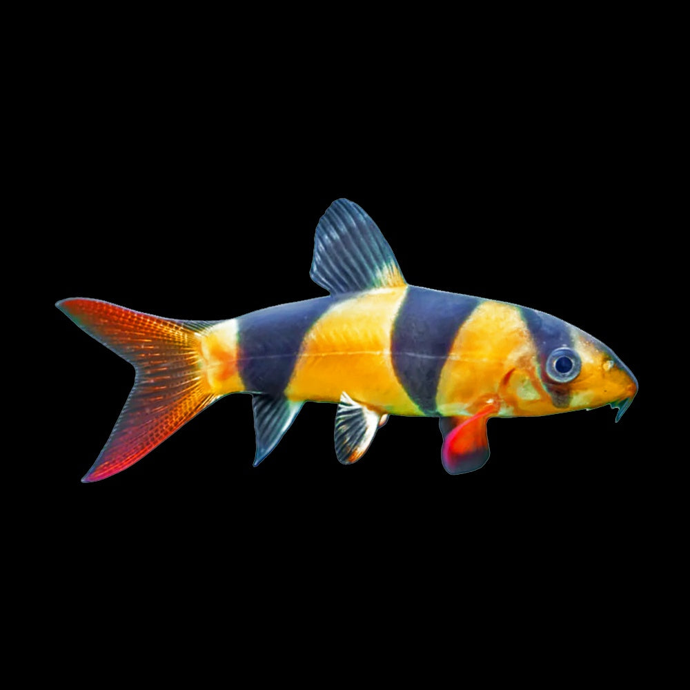 Loach Clown (Chromobotia Macracanthus)
