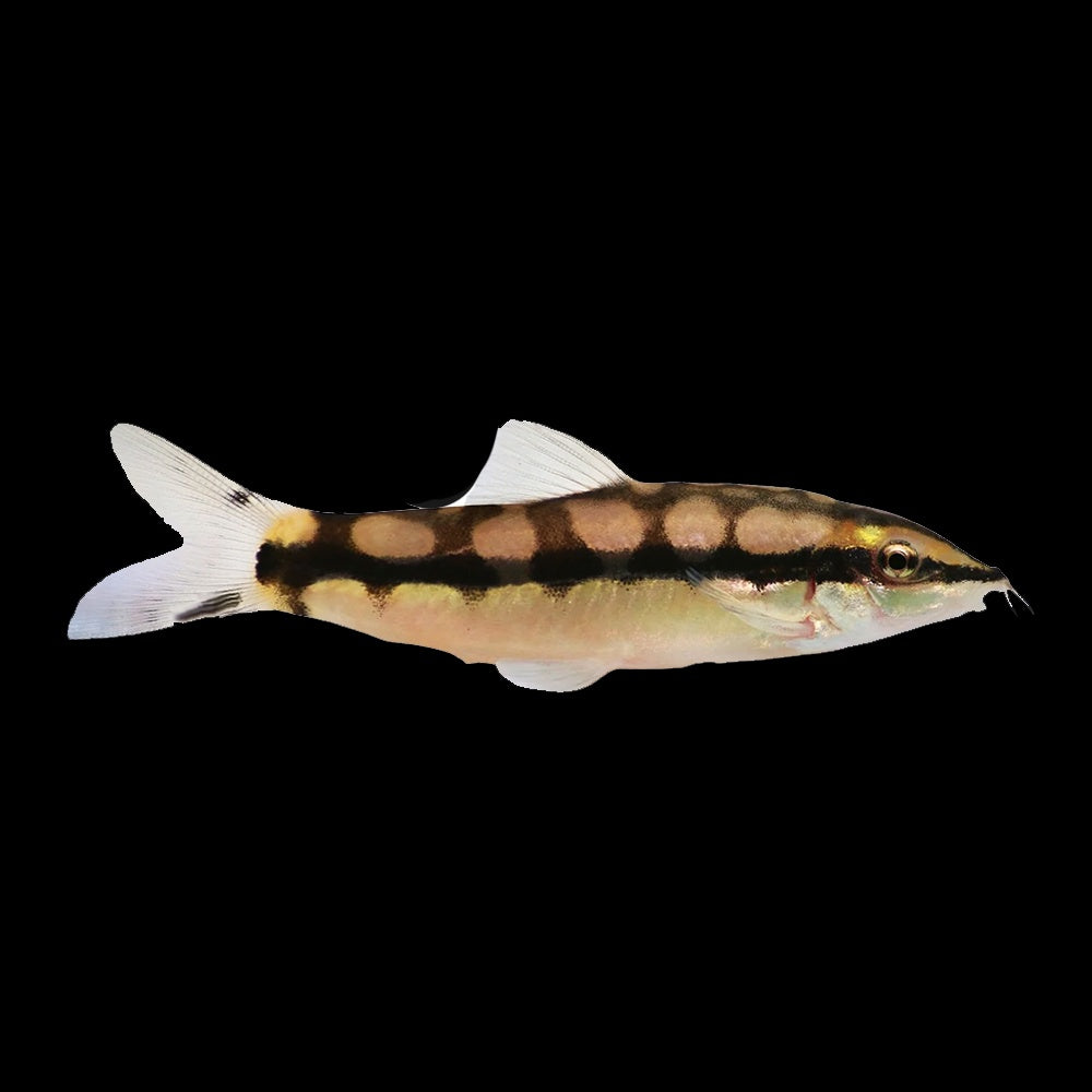Loach Dwarf Chain (Ambastaia Sidthimunki)