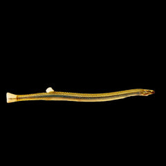 Loach Golden Whiptail Khuli (Pangio Anguillaris Kuhli)