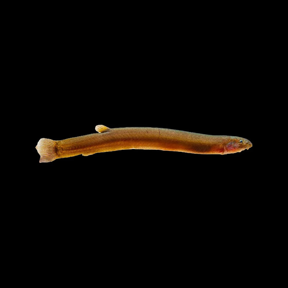 Loach Kuhli Black (Pangio Oblonga)