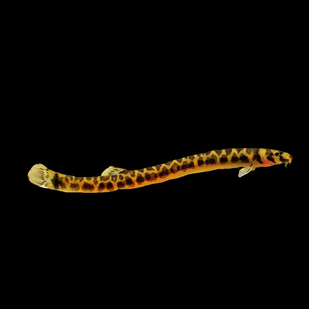 Loach Kuhli Pygmy Tiger