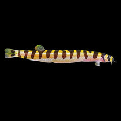 Loach Kuhli Striped (Pangio Kuhlii)