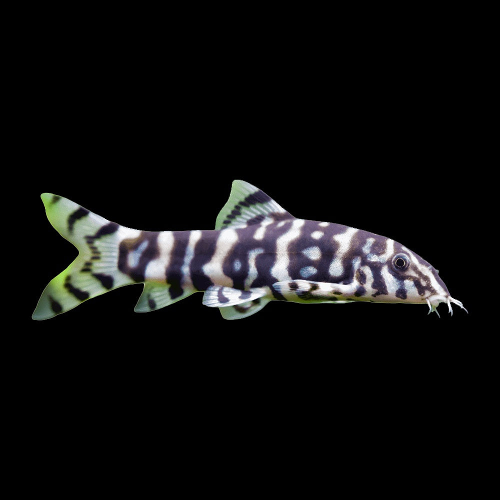Loach Pakistani / Yoyo (Botia Almorhae)