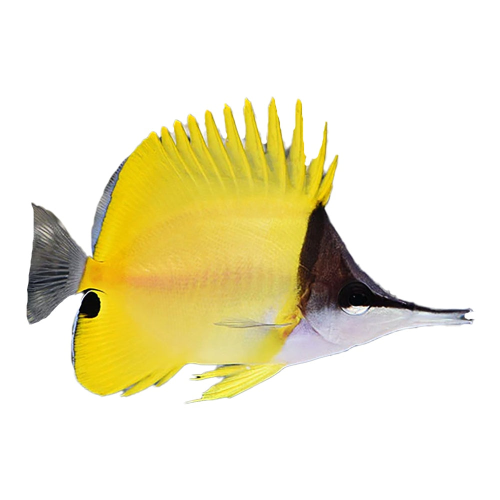 Longnose Butterflyfish (Forcipiger Longirostris)