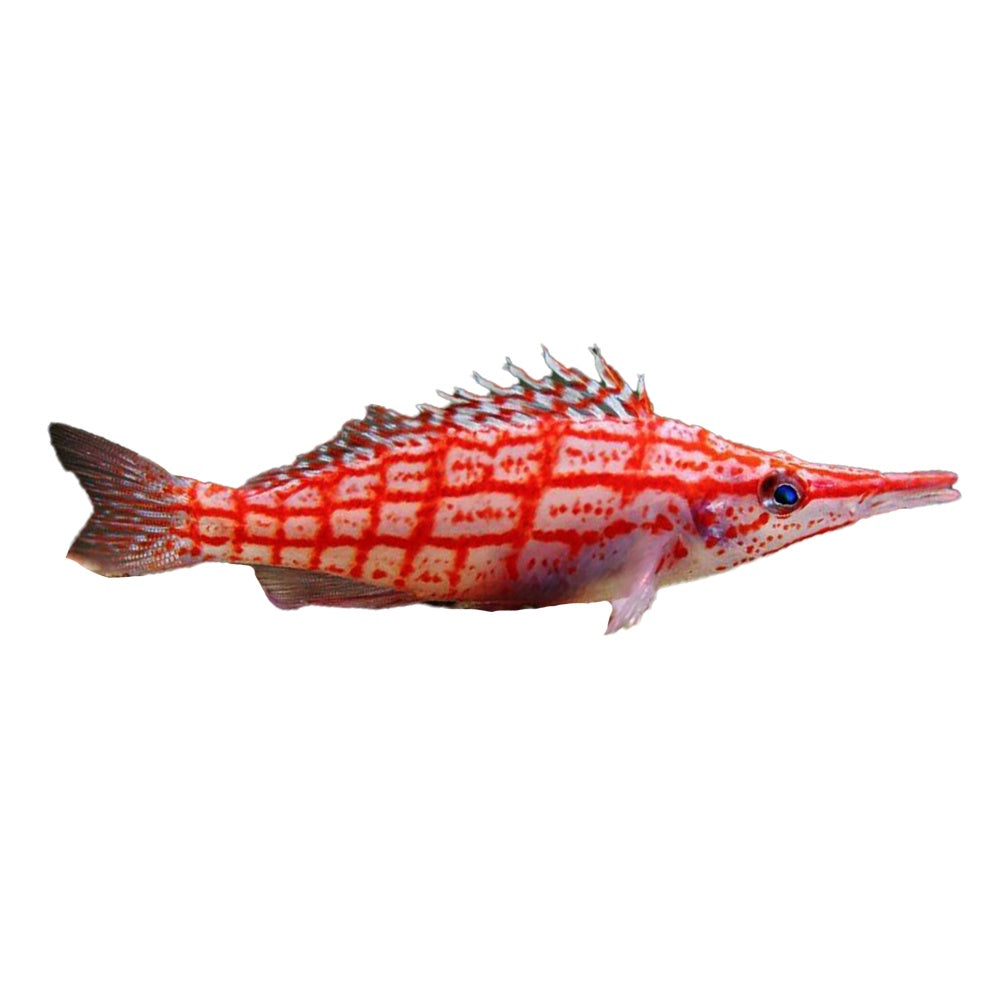 Longnose Hawkfish (Oxycirrhites Typus) - Available 4 June