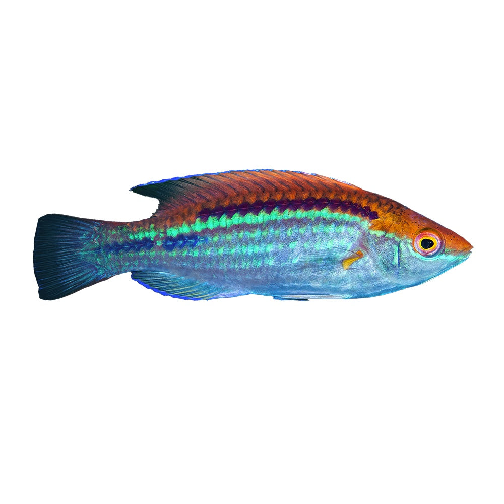 Lubbock Fairy Wrasse Female (Cirrhilabrus Lubbocki)