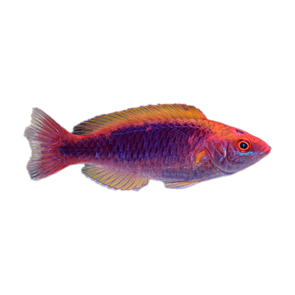 Lubbock Fairy Wrasse Male (Cirrhilabrus Lubbocki) - Available 4 June