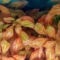 Ludwigia Atlantis Dark Orange