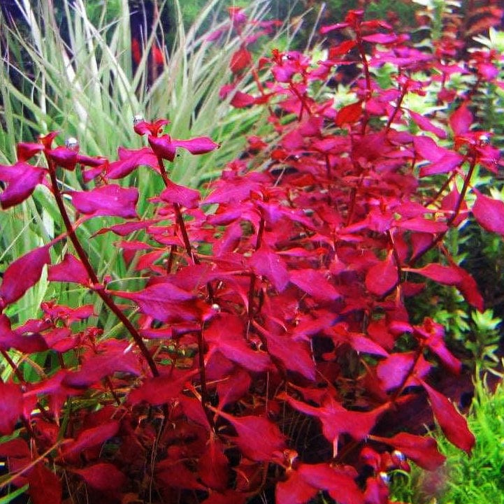 Ludwigia Super Red Mini