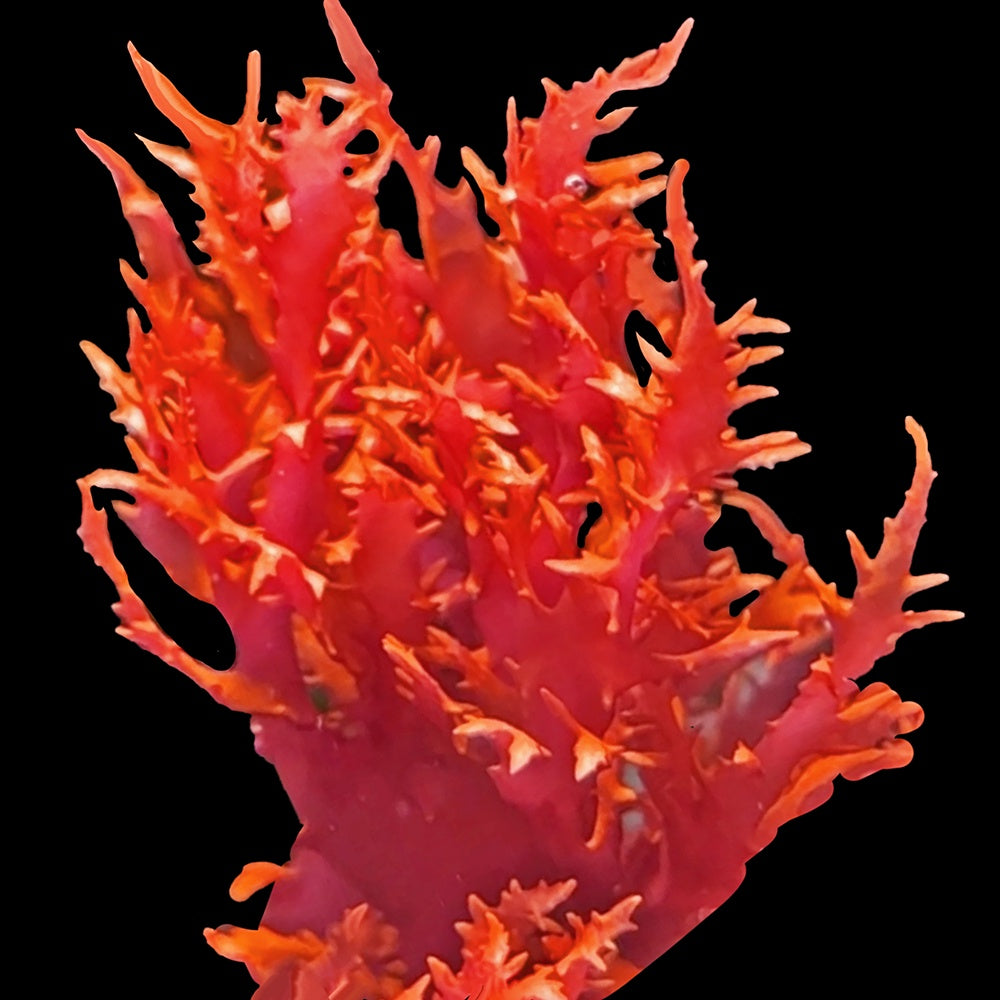 Dragon's Breath Macroalgae (Halymenia Durvillei) - Loose