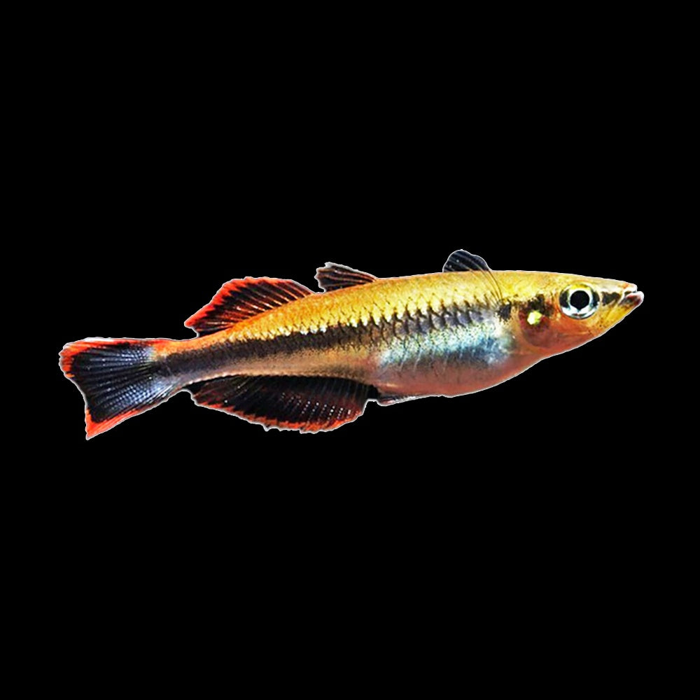 Rainbow Fish Madagascar (Bedotia Geayi)