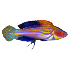 Magenta Streaked Fairy Wrasse (Cirrhilabrus Laboutei)