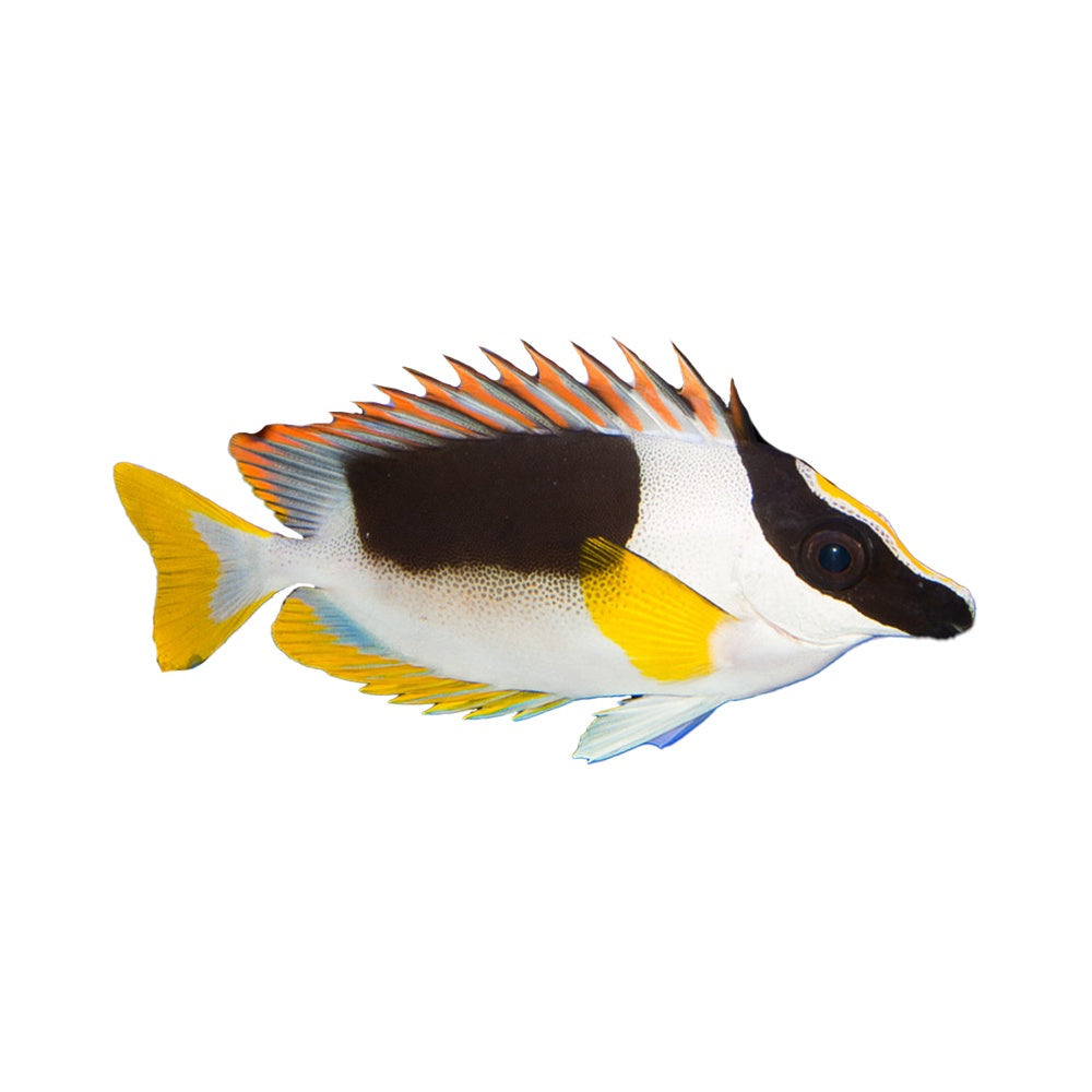 Magnificent Rabbitfish (Siganus Magnificus) - Available 4 June