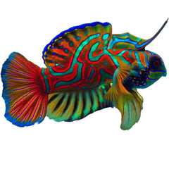 Green Mandarin Dragonet displaying vibrant colours