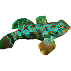 Spotted Mandarin Dragonet with vivid blue-ringed spots