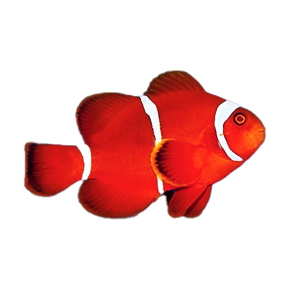 Maroon Clownfish (Premnas Biaculeatus) - Available 4 June