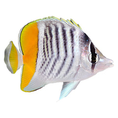 Martensii Butterfly (Chaetodon Mertensii)