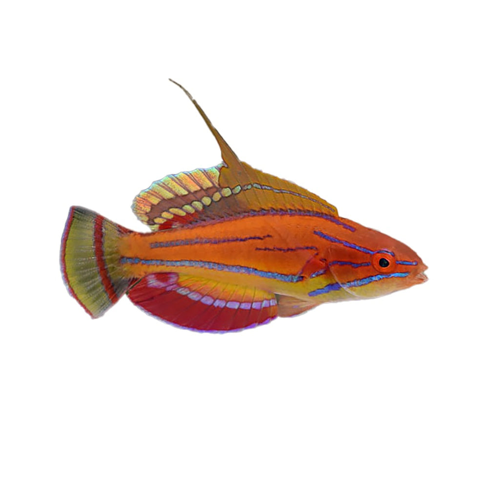 McCoskers Fairy Wrasse (Paracheilinus Mccoskeri)