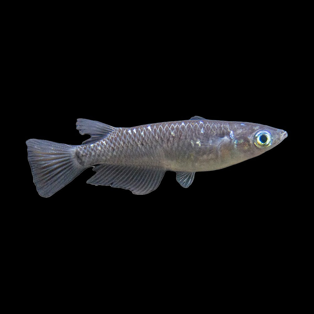 Medaka Black (Oryzias Latipes)