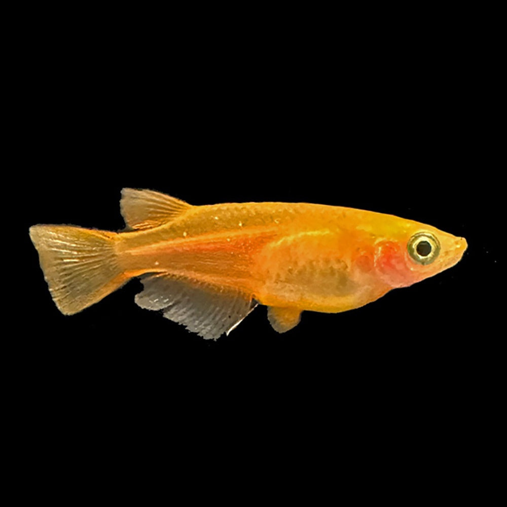 Medaka Gold (Oryzias Latipes)