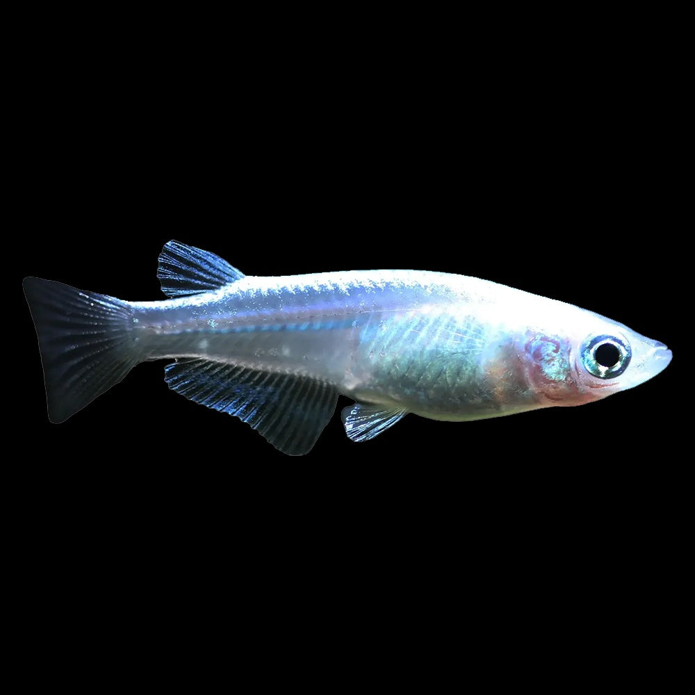 Medaka Platinum (Oryzias Latipes)
