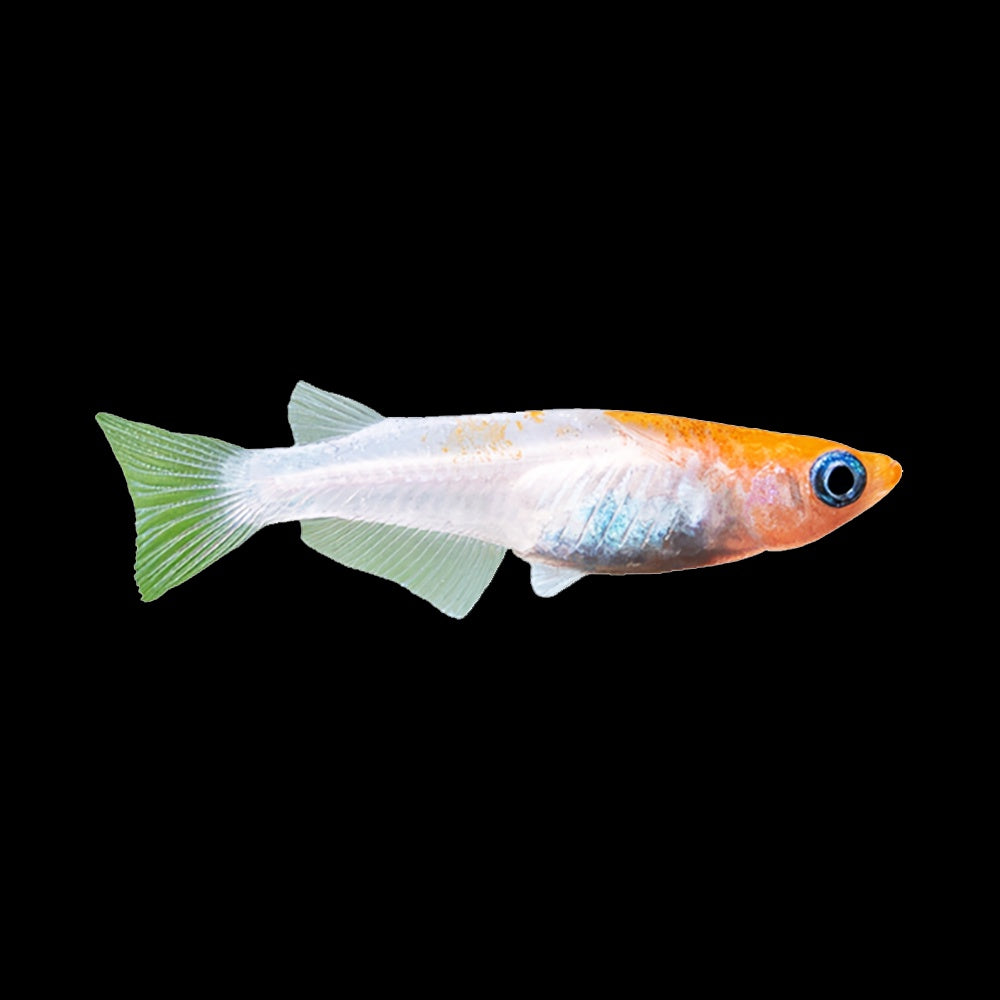 Medaka Youshiki (Oryzias Latipes)