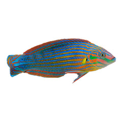 Melanurus Wrasse (Halichoeres Melanurus)