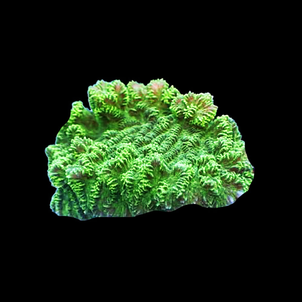 Merulina