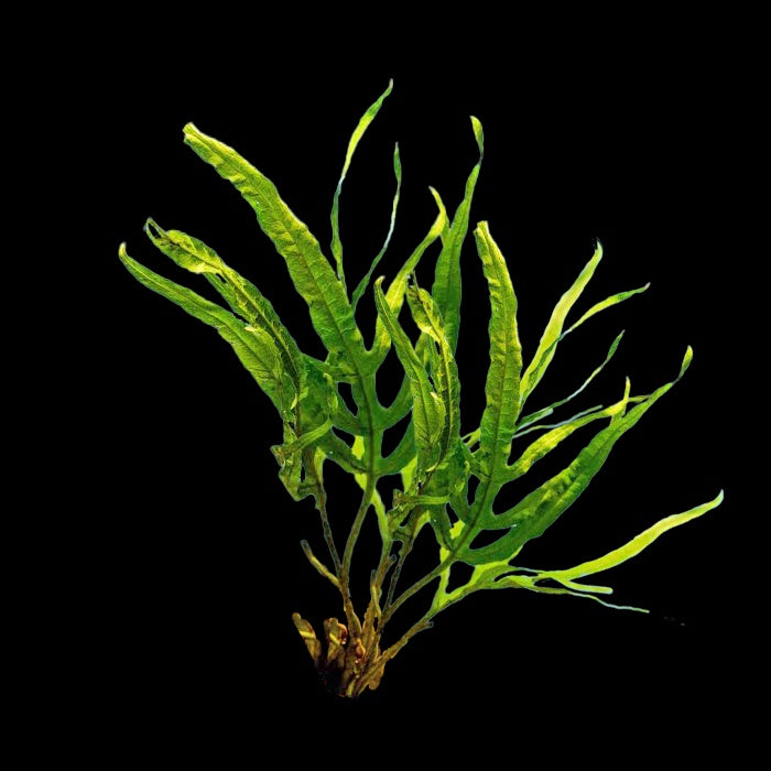 Microsorum Pteropus (Fork Leaf)