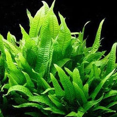 Microsorum Pteropus Java Fern