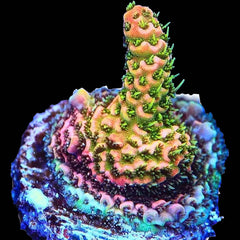 Millepora ASD