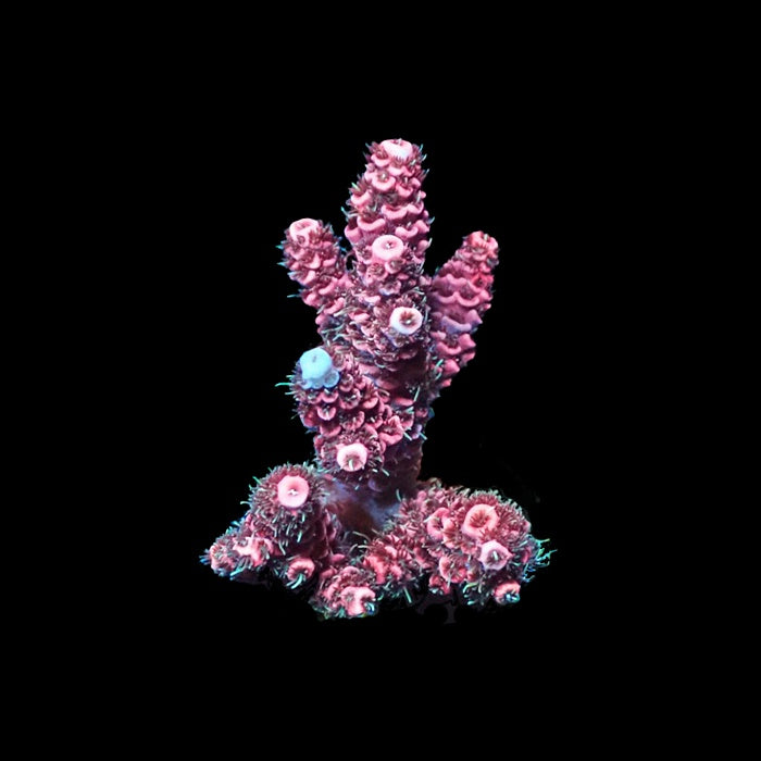 Millepora Pink