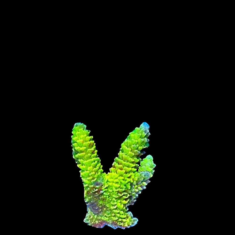 Millepora Green Yellow
