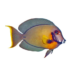 Mimic Tang (Acanthurus Pyroferus)