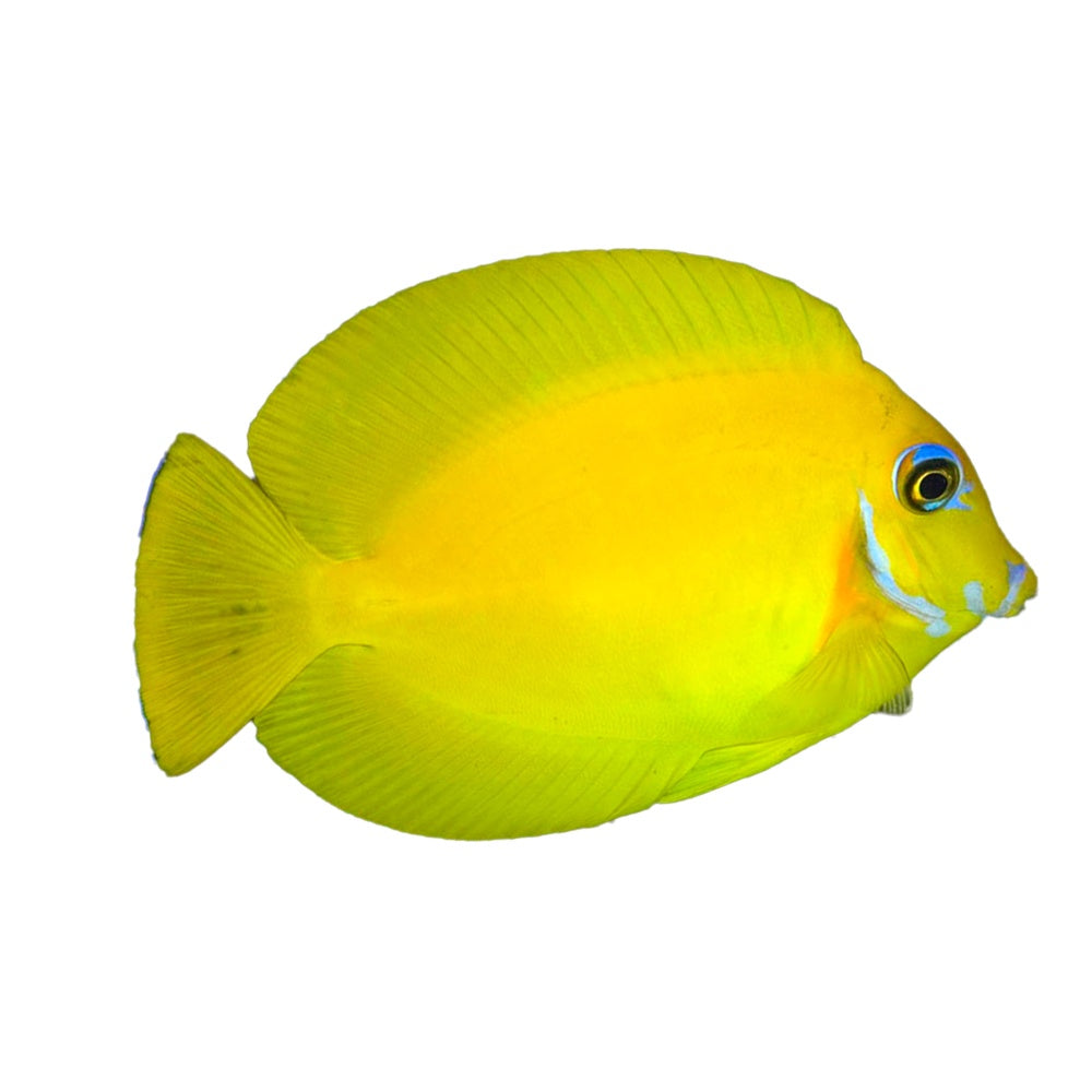 Mimic Tang Juvenile (Acanthurus pyroferus)