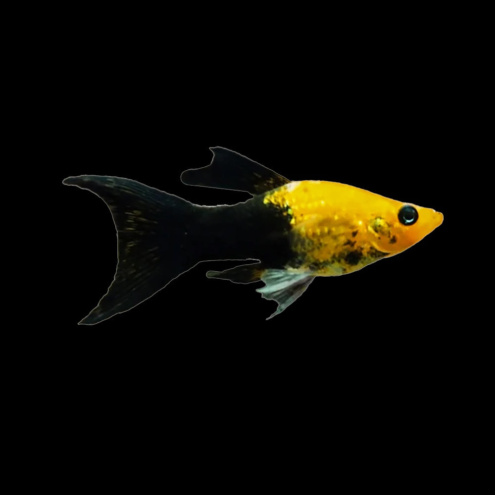 Molly Mini Gold Nugget Lyretail (Poeciliidae Pamphorichthys)