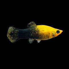 Molly Mini Gold Nugget (Poeciliidae Pamphorichthys)
