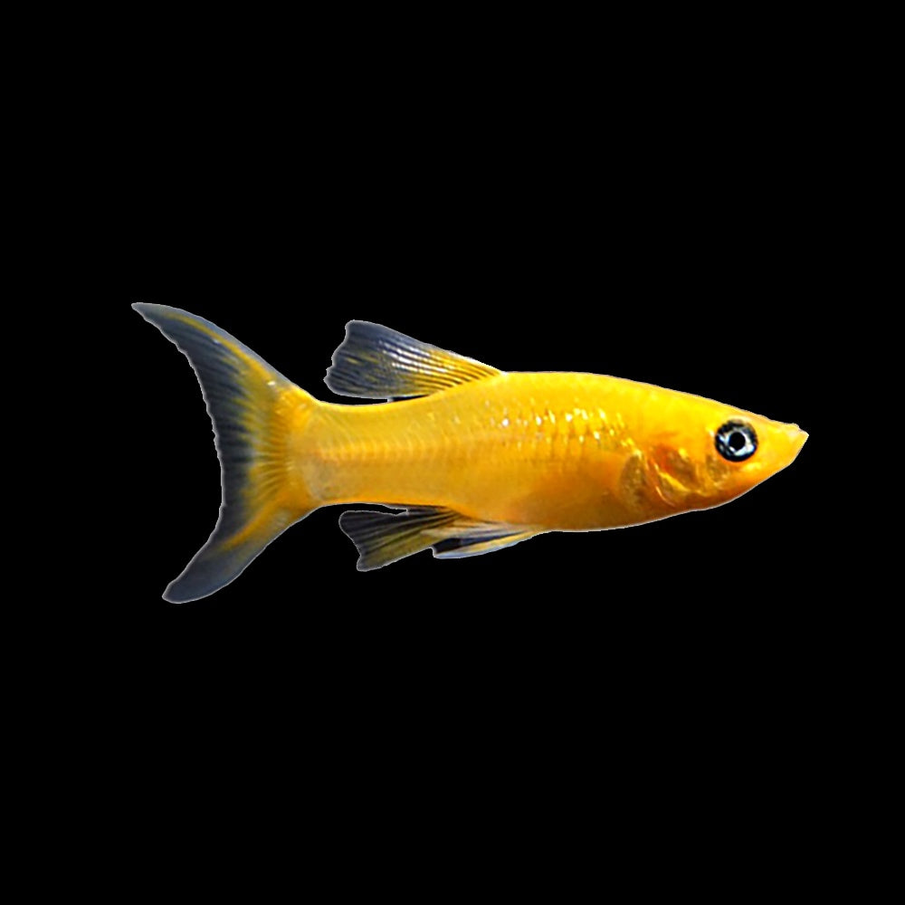 Molly Mini Yellow Lyretail (Poeciliidae Pamphorichthys)