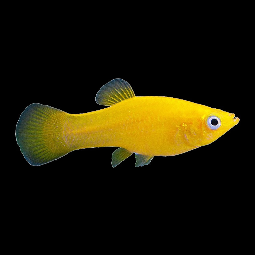 Molly Mini Yellow (Poeciliidae Pamphorichthys)