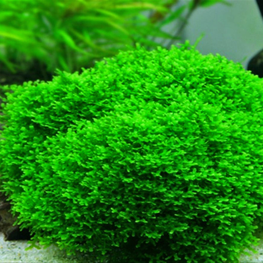 Mini Pellia Moss