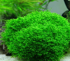 Mini Pellia Moss