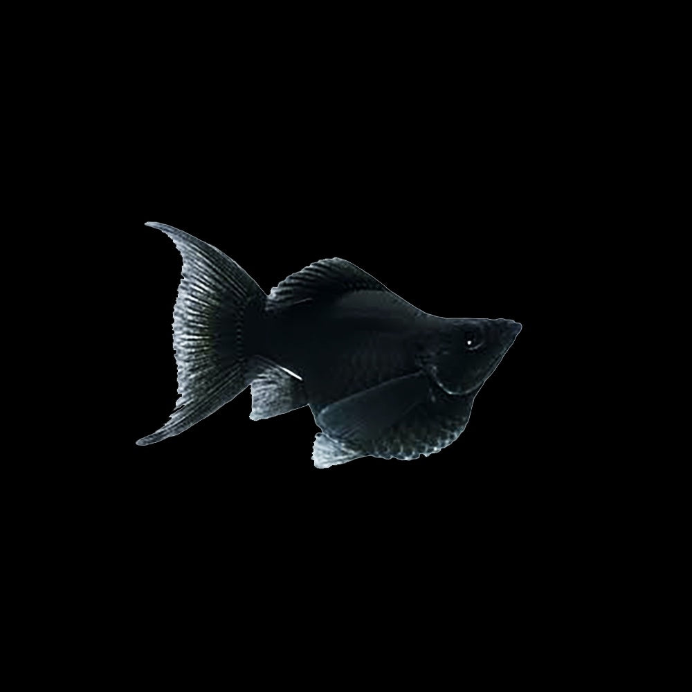 Molly Balloon Black (Poecilia Sphenops)