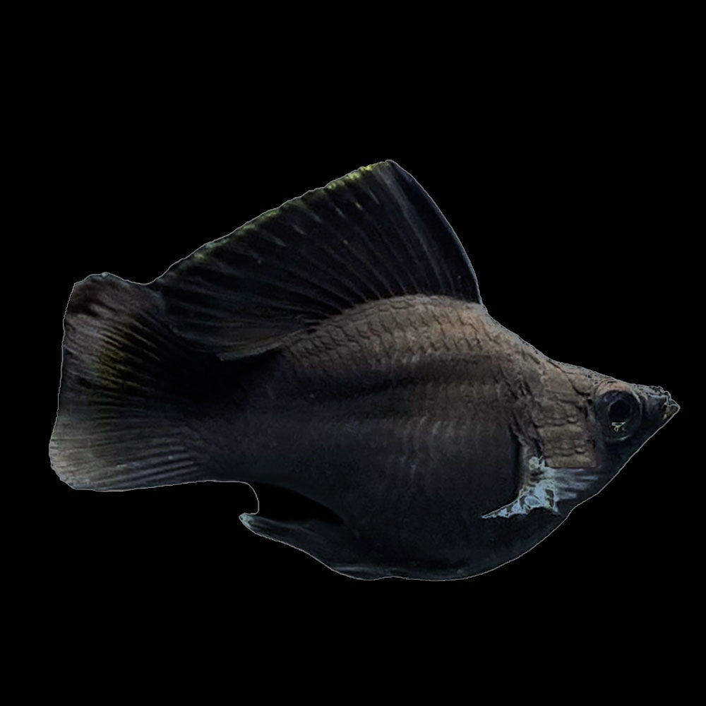 Molly Balloon Black Roundtail