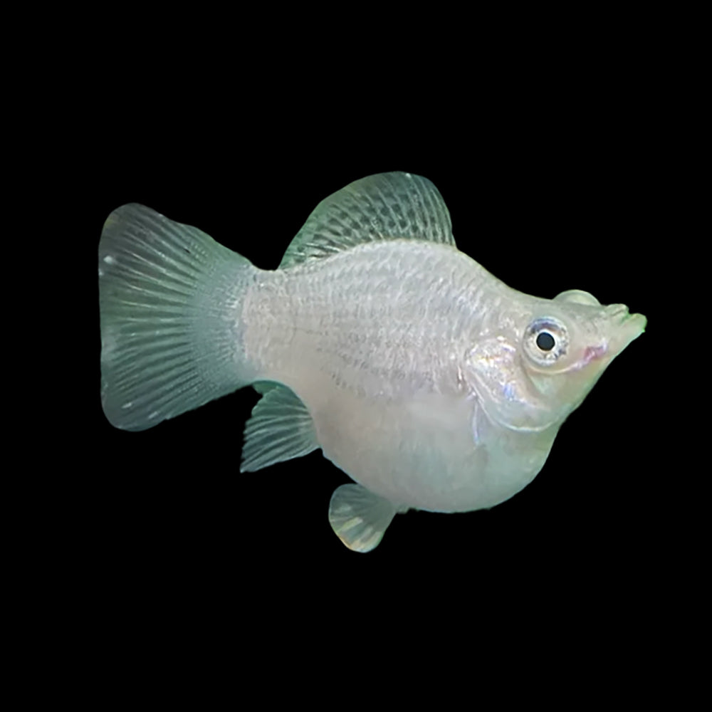 Molly Balloon Silver  (Poecilia Sphenops)