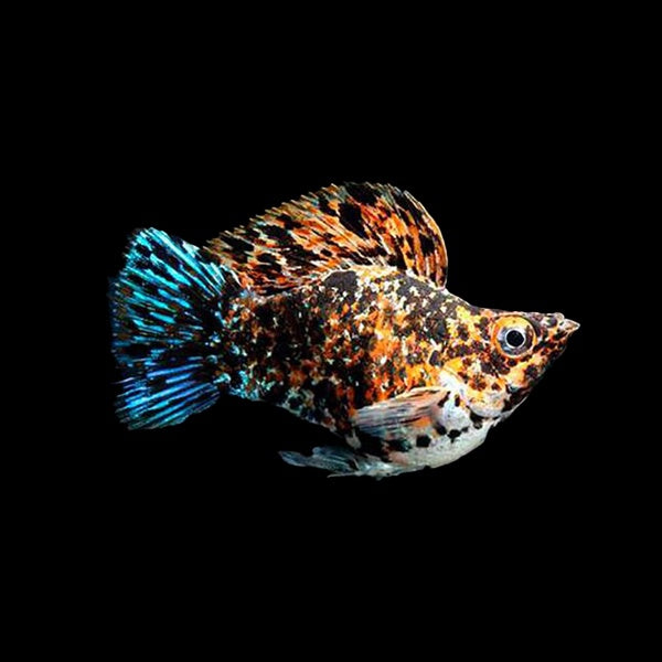 Molly Balloon Marble (Poecilia Sphenops)