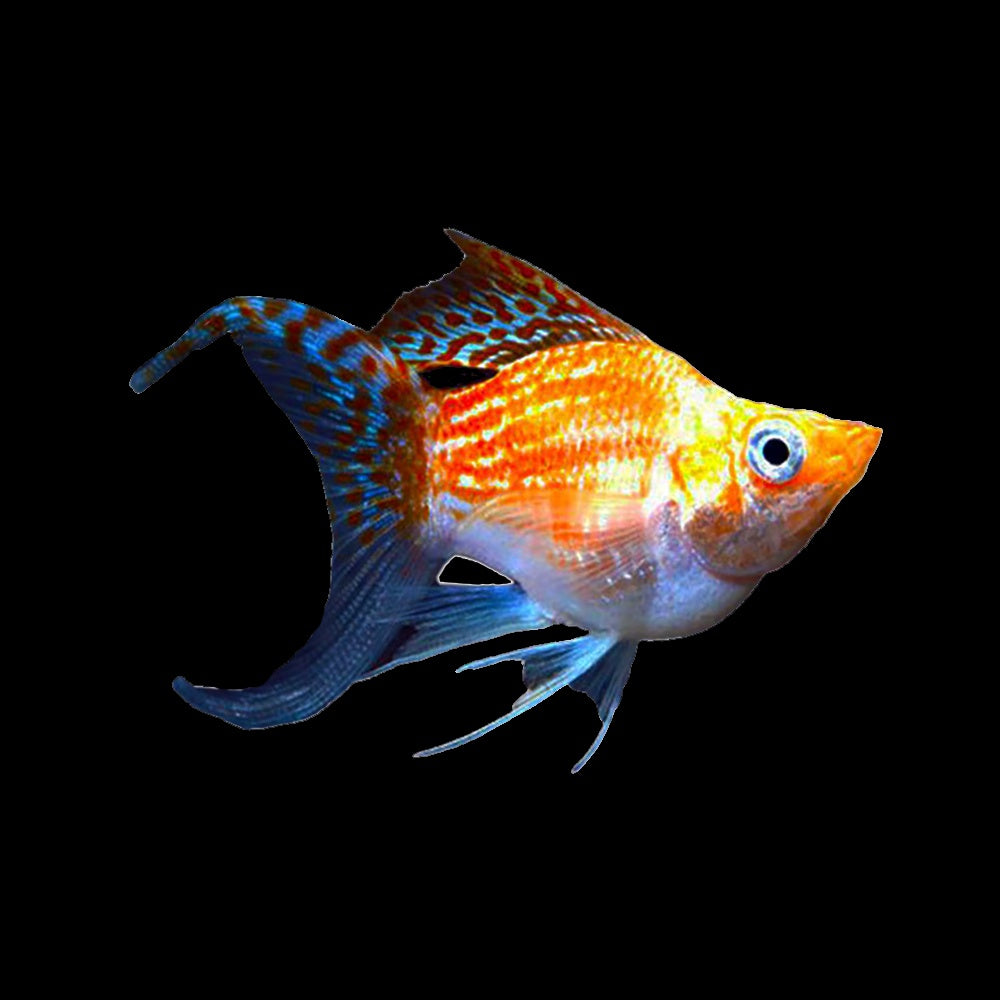 Molly Balloon Orange (Poecilia Latipinna)