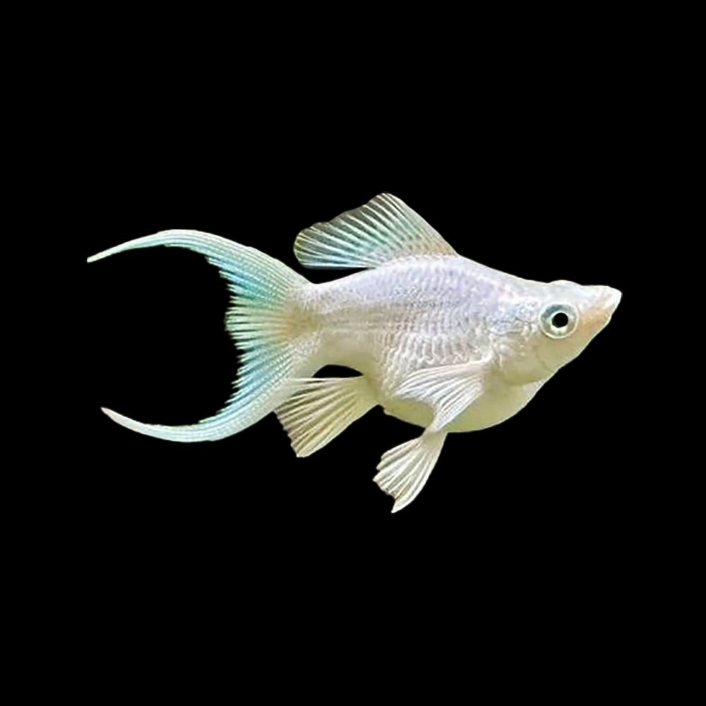Molly Balloon Platinum Lyretail (Poecilia Sphenops)