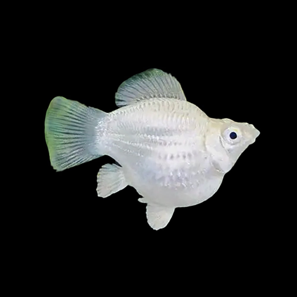 Molly Balloon Platinum Roundtail (Poecilia Sphenops)