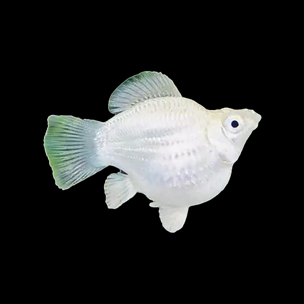 Molly Balloon Silver  (Poecilia Sphenops)